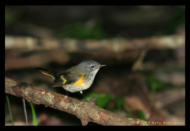 American Redstart