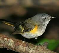 American Redstart