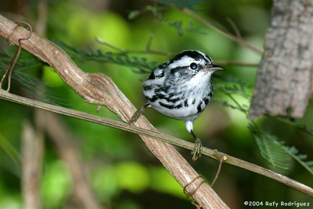 Black-and-white Warbler