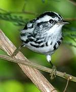 Black-and-white Warbler