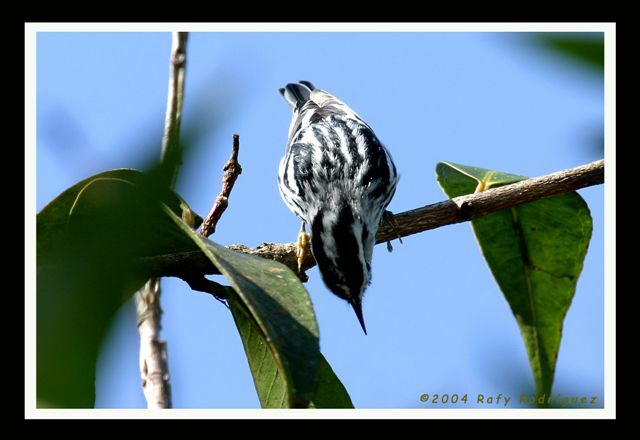 Black-and-white Warbler