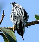 Black-and-white Warbler