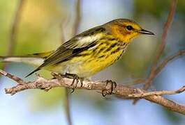 Cape May Warbler