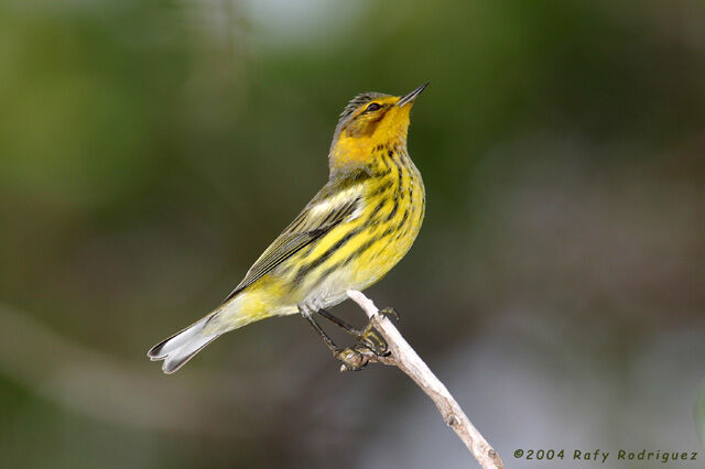 Cape May Warbler