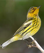 Cape May Warbler