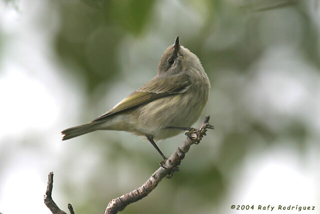 Cape May Warbler