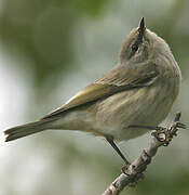 Cape May Warbler