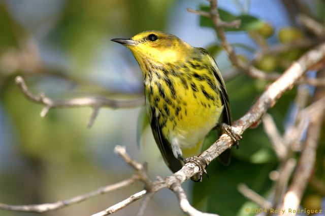 Cape May Warbler