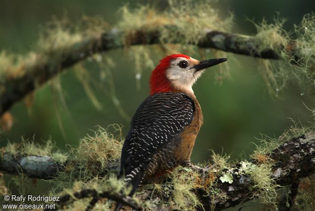 Jamaican Woodpecker