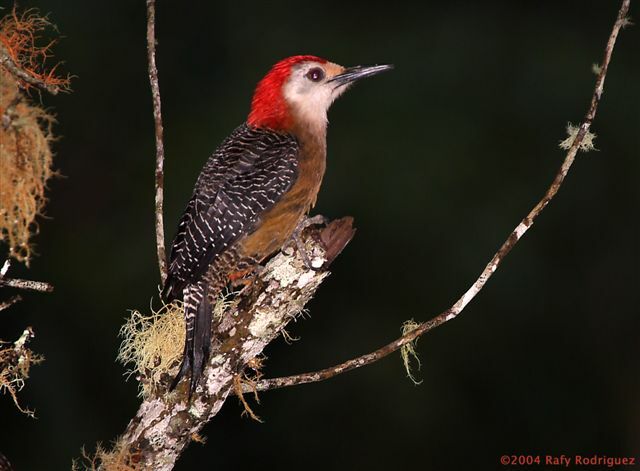 Jamaican Woodpecker