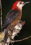 Jamaican Woodpecker