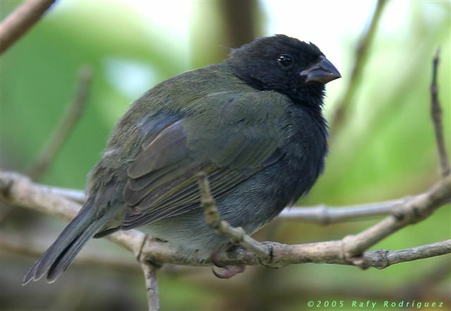 Black-faced Grassquit