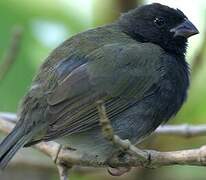 Black-faced Grassquit