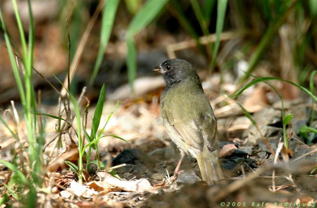 Black-faced Grassquit