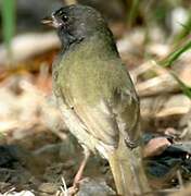 Black-faced Grassquit