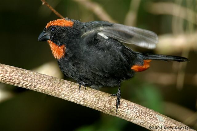 Puerto Rican Bullfinch