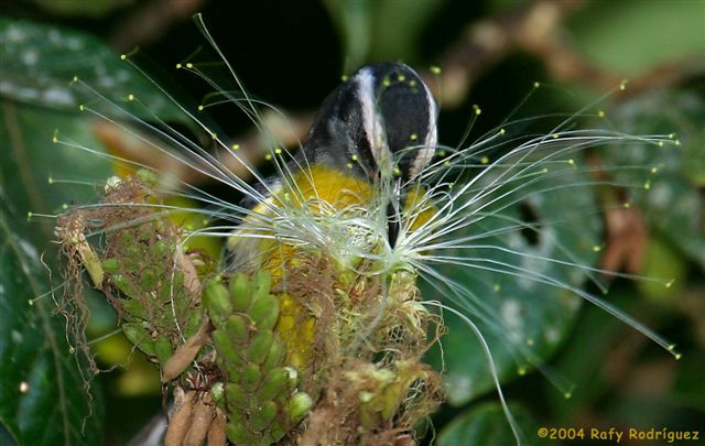 Bananaquit