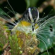 Bananaquit