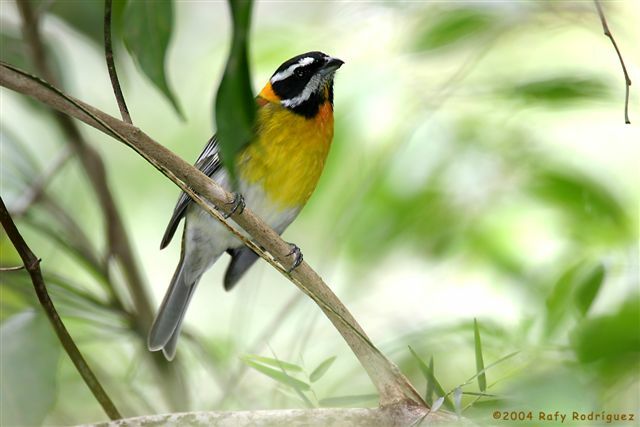 Tangara de Porto Rico