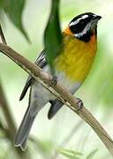 Puerto Rican Tanager