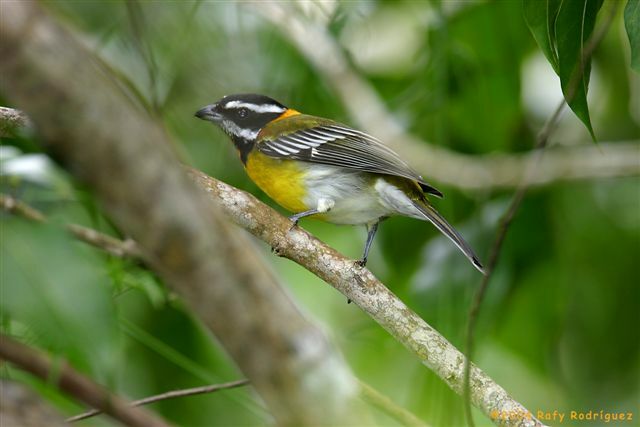 Puerto Rican Tanager