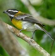 Puerto Rican Tanager