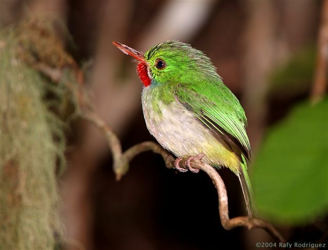 Jamaican Tody