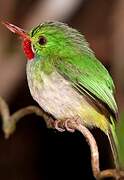 Jamaican Tody