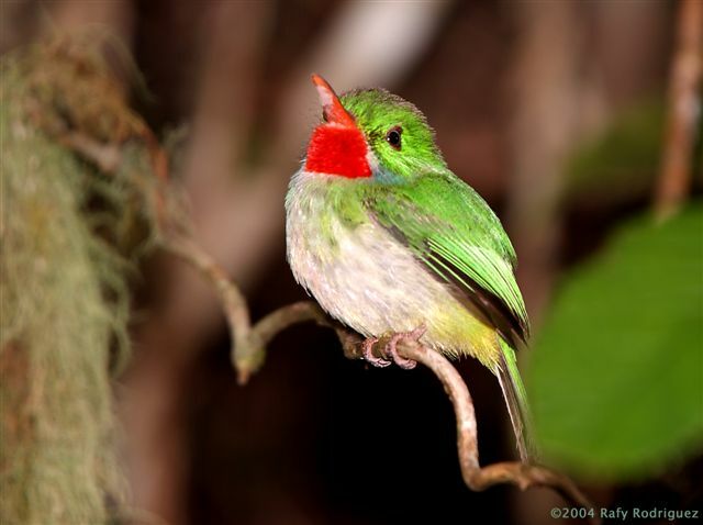 Jamaican Tody