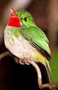 Jamaican Tody