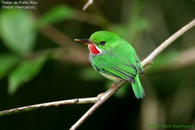 Puerto Rican Tody