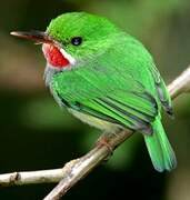 Puerto Rican Tody