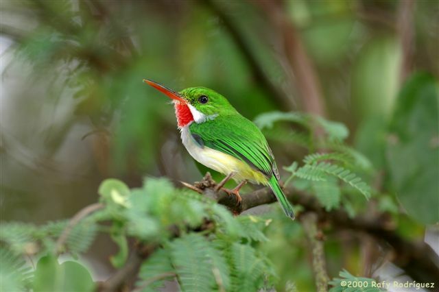 Puerto Rican Tody