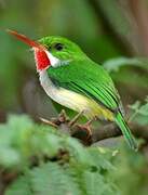 Puerto Rican Tody