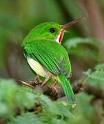 Puerto Rican Tody