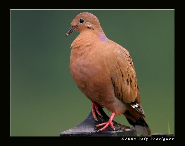 Zenaida Dove