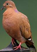 Zenaida Dove