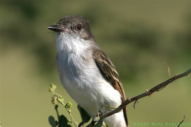 Puerto Rican Flycatcher