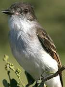 Puerto Rican Flycatcher