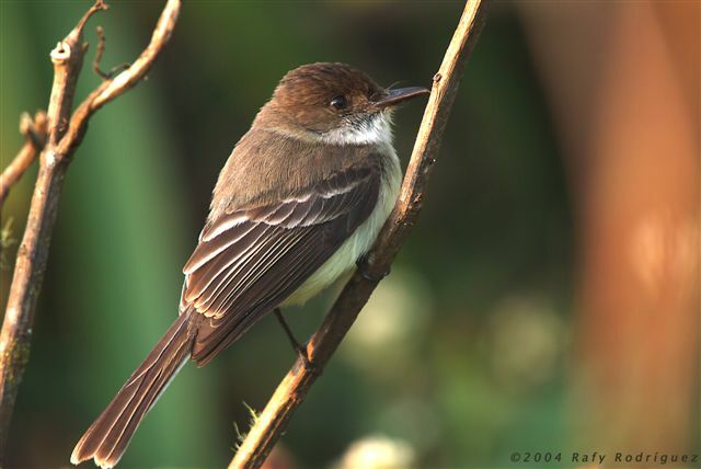 Sad Flycatcher