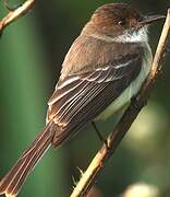 Sad Flycatcher