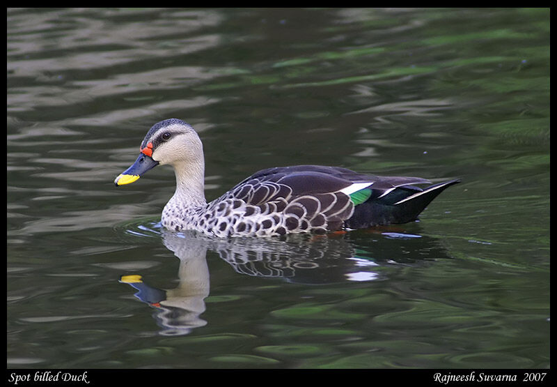 Indian Spot-billed Duck male adult