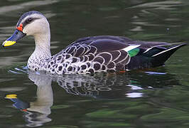 Canard à bec tacheté