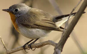 Red-breasted Flycatcher