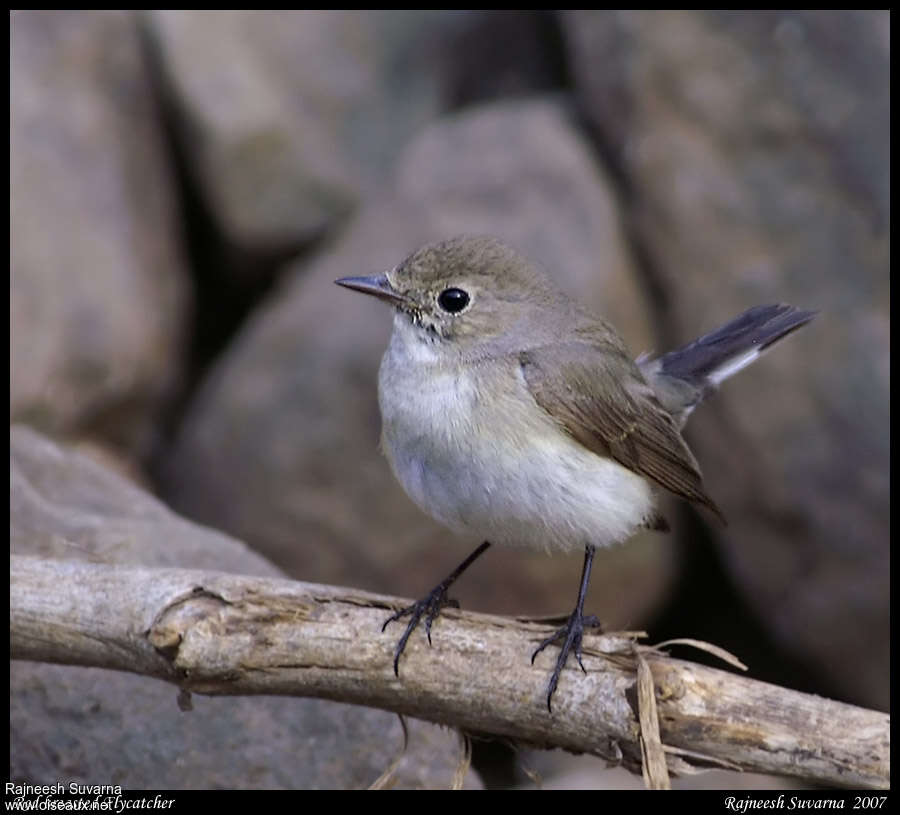 Red-breasted Flycatcher female adult, close-up portrait