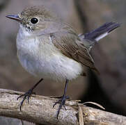 Red-breasted Flycatcher