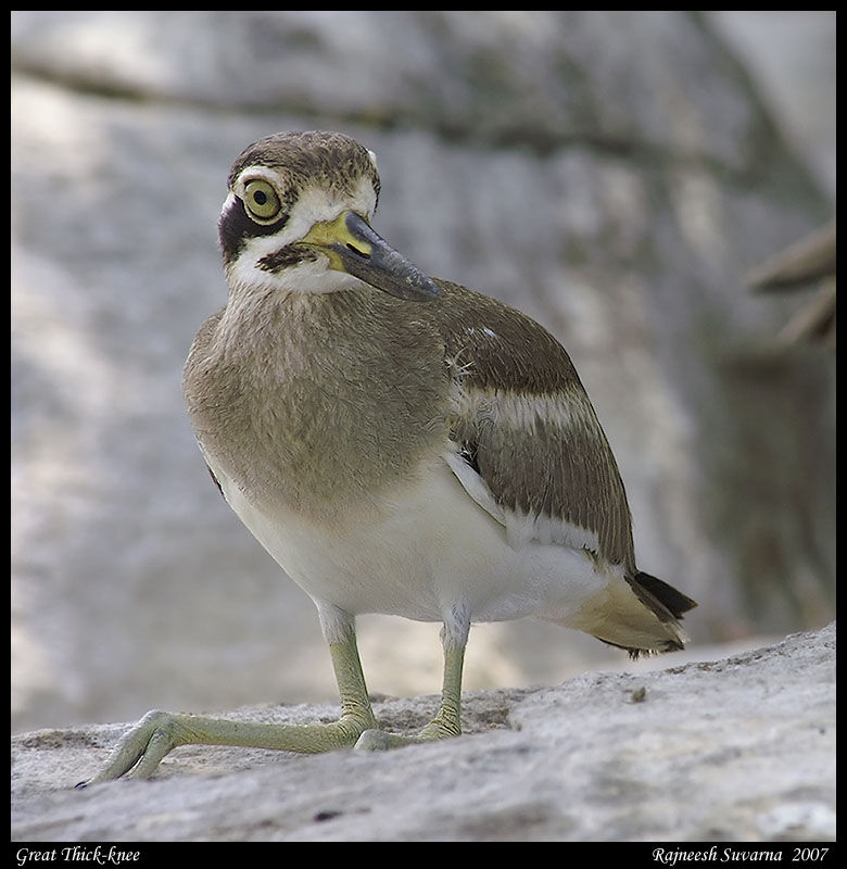 Great Stone-curlew