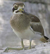 Great Stone-curlew