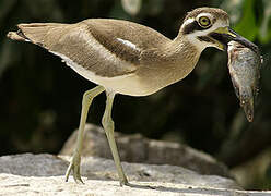 Great Stone-curlew