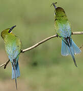 Blue-tailed Bee-eater